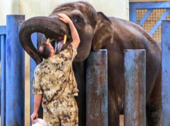 Интимную дамскую процедуру сделали слонихе в ростовском зоопарке
