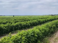 Малиновый бизнес под ключ продают в Ростовской области за 32 млн рублей