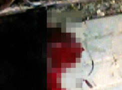 Захлебываться в луже собственной крови оставил сбитую на дороге собаку ростовский автомобилист