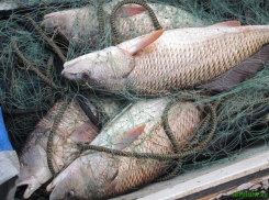 Местные жители на моторной лодке выловили на Дону более пяти тысяч рыб