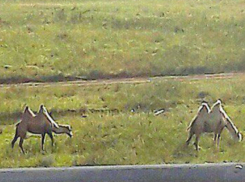 Пасущиеся возле трассы «корабли пустыни» удивили и позабавили ростовчан