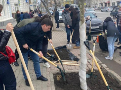 Более 200 тыс деревьев высадили в Ростовской области в день древонасаждений
