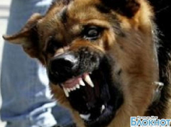 В центре Волгодонска собака откусила мужчине палец