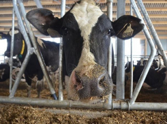 В провале проекта молочного кластера в Ростовской области обвинили навоз