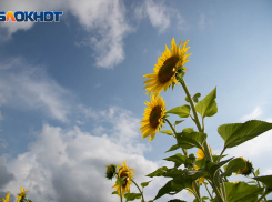 В области — дождь, в Ростове — жара: какую погоду ждать 11 августа