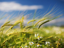 Освежающий ветерок будет обдувать жителей Ростова в эту теплую августовскую пятницу