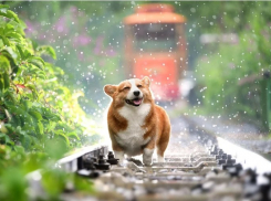 Половину недели – дожди: какая погода ждет ростовчан на следующей неделе