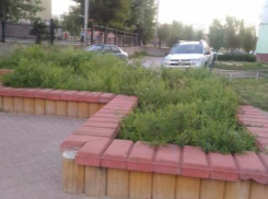 Ученики ростовской школы № 10 страдают от аллергии из-за амброзии в клумбах