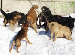 Защищавшего свою овчарку мужчину загрызла стая бездомных собак под Ростовом