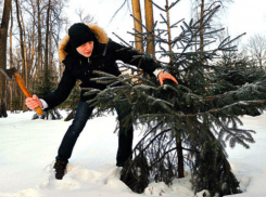 Лишением свободы пригрозили власти жителям Ростовской области за незаконную вырубку хвойных 