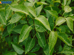 Дождь и сильный ветер ожидаются в Ростове 16 августа