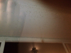 Стаи «кровососущей нечисти» атаковали квартиры жильцов микрорайона Левенцовка в Ростове