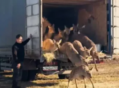 Муфлонов и пятнистых оленей в Ростовской области стало больше