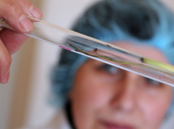 Более восьми тысяч человек пострадали от укусов клещей в Ростовской области 