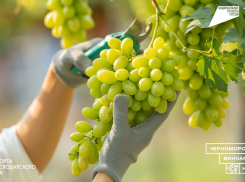 Черноморская винная неделя: искусство душевного отдыха в сердце Краснодарского края