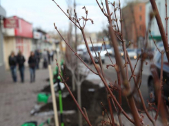 Новые деревья избавят от загазованного воздуха и пыли жителей Ростовской области