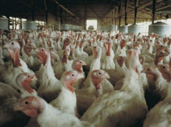 Внешэкономбанк выплатил многомиллионные долги ГК «Евродон» за электроэнергию в Ростове