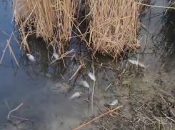 Минприроды отреагировало на сообщения о загрязнении реки в Ростовской области 