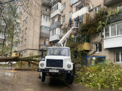В Ростове из-за ливня и сильного ветра на выходных упали 36 деревьев 
