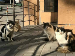 «Толстопузая банда» возле мясного магазина на Майской улице развеселила ростовчан