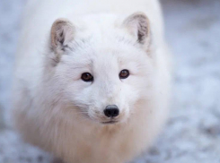 Показательные кормления песцов и жителей аквариума проведет ростовский зоопарк