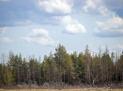 Ведомство для восстановления лесов создали в Ростовской области