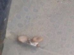 Это не галлюцинации: в ростовской маршрутке повсюду растут грибы 