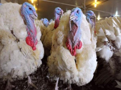 На активы «Евродона» в Ростовской области появился еще один претендент