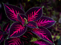 Пышная листва и яркие цвета: как ростовчанам украсить садовые дорожки этой весной