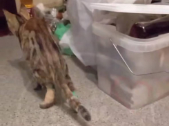 Хозяин голубятни отрубил задние лапы кошке в Батайске 