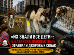 «Их знали все дети»: в Батайске неизвестные отравили дворовых собак, которых всем районом спасали и кормили