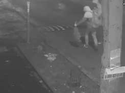 Злые похитители оставили ростовчан без туй и попали на видео