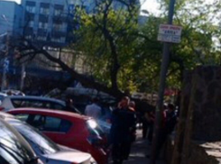 В центре Ростова дерево рухнуло на проезжую часть 