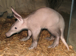 Пара трубкозубов появилась в ростовском зоопарке 