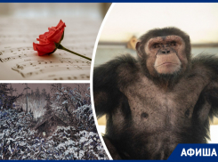 Погружаемся в «Январь в стиле Барокко», кормим обезьян и любуемся графикой: куда пойти в Ростове на этой неделе