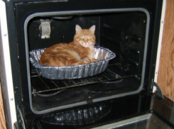 Молодую стройную зоолюбительницу жители Ростовской области заподозрили в поедании котят 