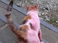 Розовый кот для «отпугивания блох» выбежал на улицы Ростова