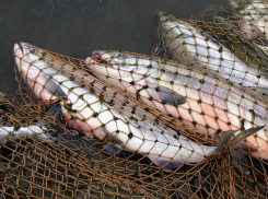 В Ростовской области изъли 300 килограмм рыбы и раков