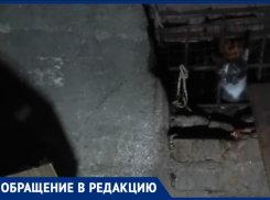 В подвалах ростовских многоквартирных домов гибнут сотни котят
