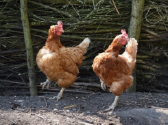 Птицефабрику в Ростовской области наказали за угрозу жизни кур от бродячих собак