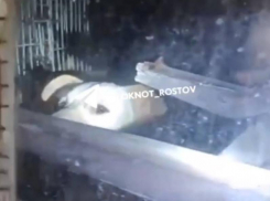 Десяток животных оказались заперты в заброшенном доме в Ростове 