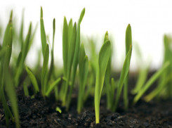 «Сингента» поднимает обработку семян на новый уровень