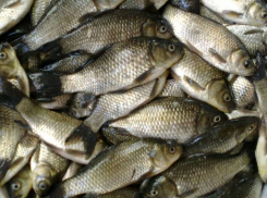 В Ростовской области уничтожили 400 килограммов карася