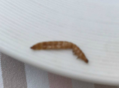 Мерзкий дохлый червяк величиной с креветку попался девочке в грибном супе ресторана в Ростове