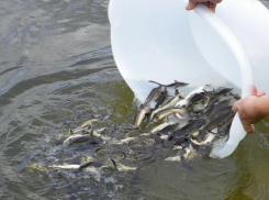 До 10 тысяч тонн прудовой рыбы в год будут прибавлять в донских водоемах