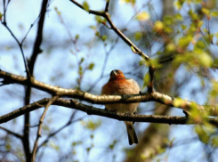 До +19 градусов подскочат столбики термометров жителей Ростова в этот понедельник