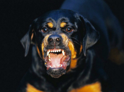 Озлобленная бездомная собака жестоко искусала молодую гостью из Шахт во дворе Ростова