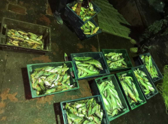 В Ростовской области задержали браконьеров с рыбой на три миллиона рублей