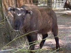 В ростовском зоопарке показали очаровательного такина, который появился на свет в марте