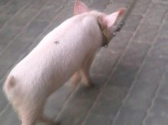 Ростовчане захотели пообедать гуляющим по центру города поросенком на поводке 